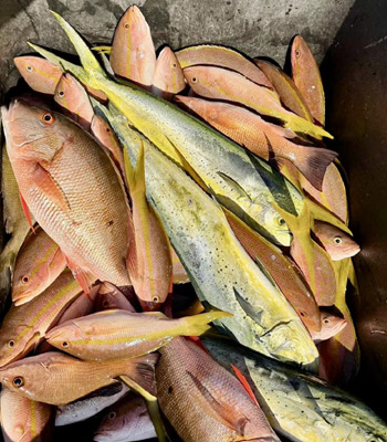 Advanced Fishing Angler